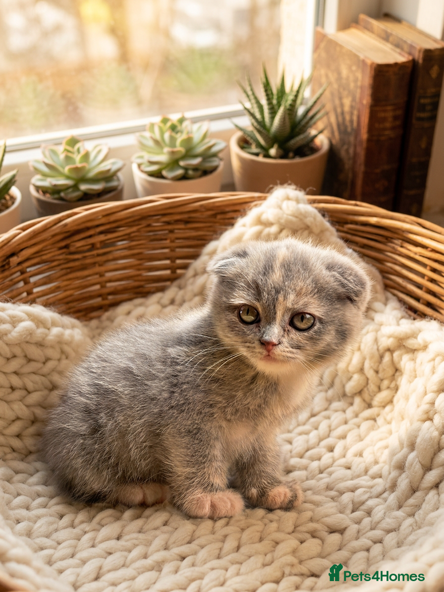 Scottish Fold cats Stunning Scottish Fold & Straight Kittens - Advert 5