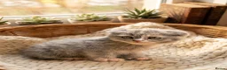 Scottish Fold cats for sale: Stunning Scottish Fold & Straight Kittens - Advert 1