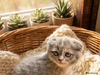 Scottish Fold cats Stunning Scottish Fold & Straight Kittens - Advert 5