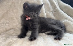 Mixed Breed cats for sale: Beautiful mix breed kittens  - Image 7