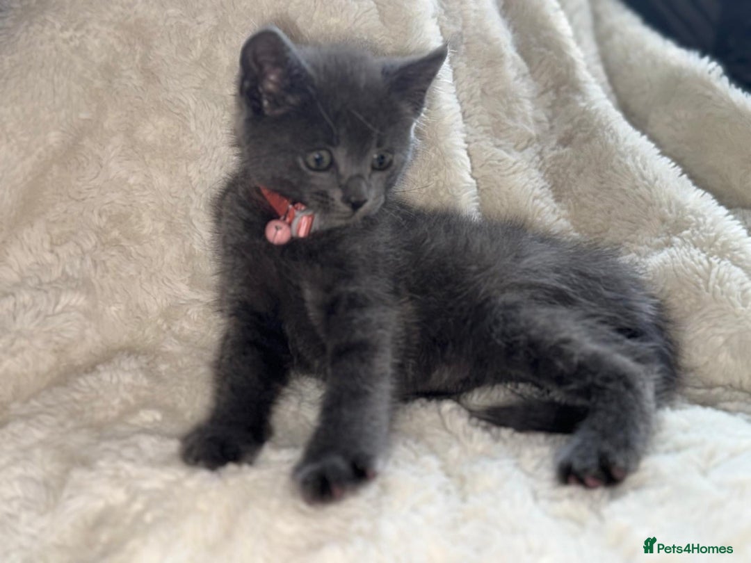 Mixed Breed cats for sale: Beautiful mix breed kittens  - Image 7