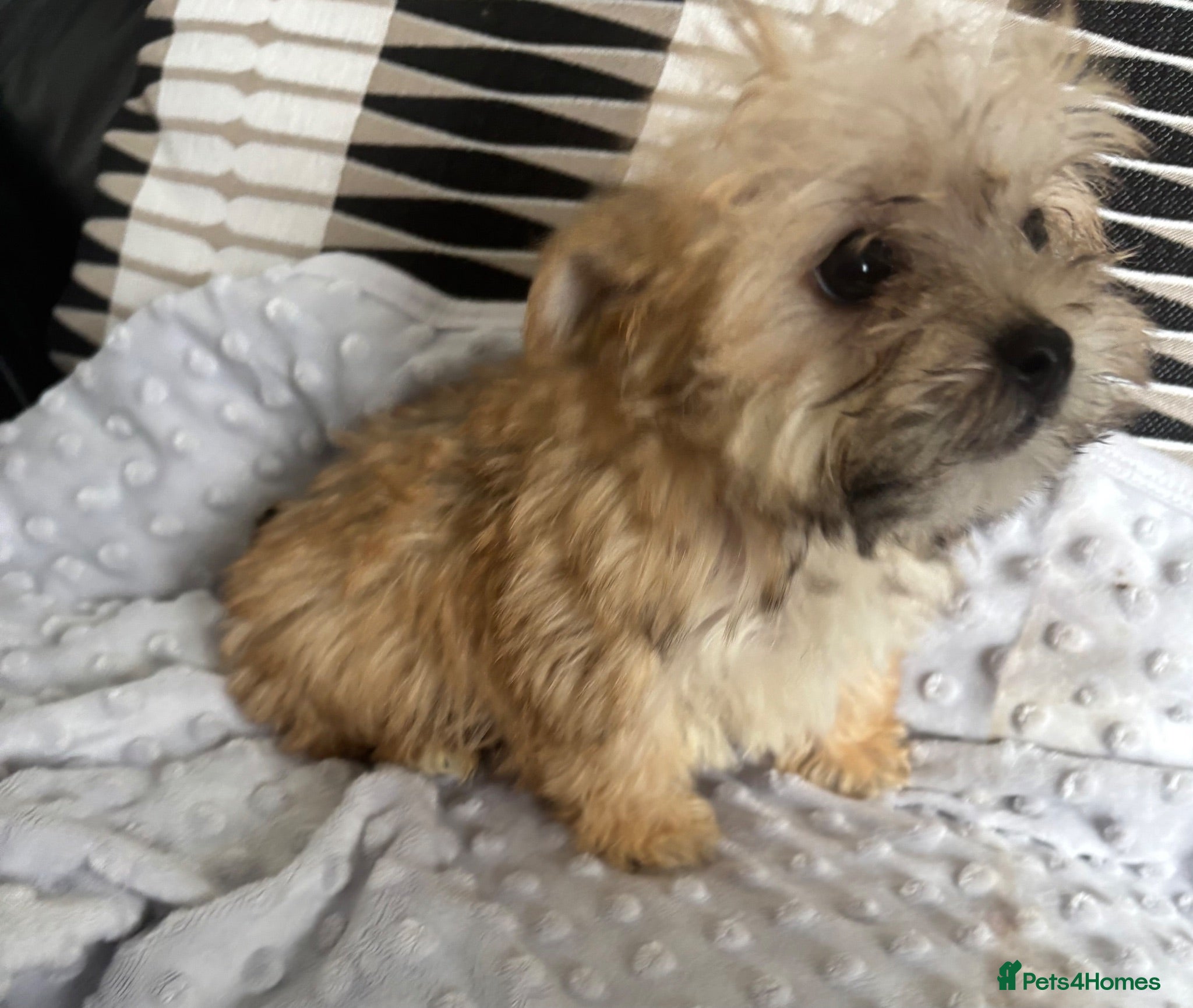 Morkie dogs Gorgeous Morkie puppies  - Advert 1