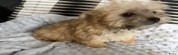 Morkie dogs for sale: Gorgeous Morkie puppies  - Advert 4