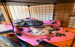 Mixed Breed cats for sale: Beautiful Kittens for sale  - Image 3