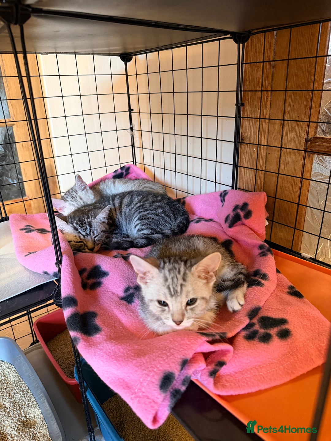 Mixed Breed cats for sale: Beautiful Kittens for sale  - Image 3