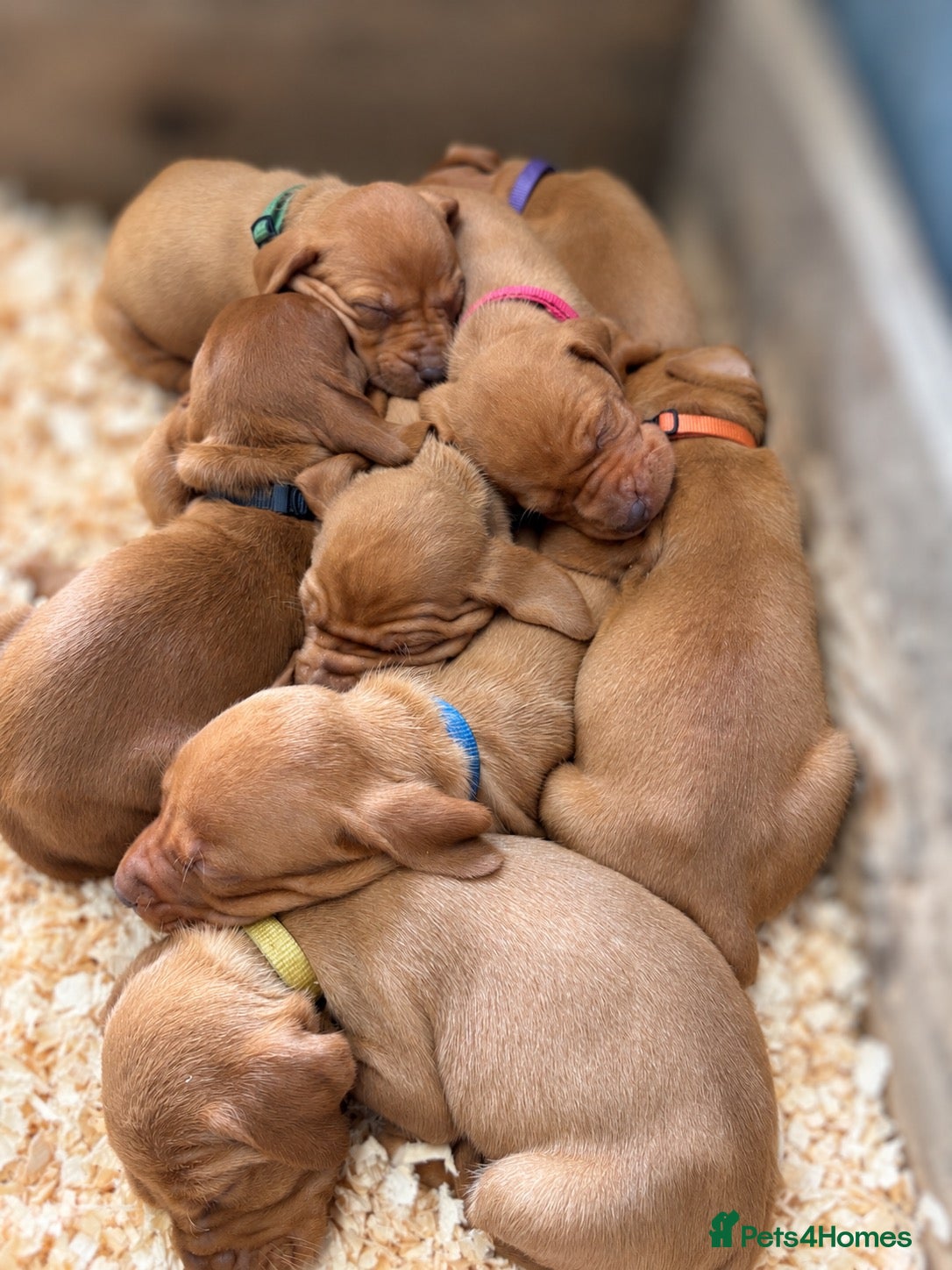 Hungarian Vizsla dogs KC Registered Hungarian Vizsla Puppies - Advert 3