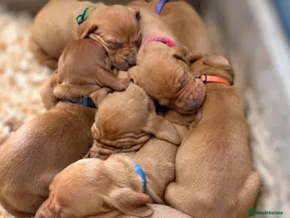 Hungarian Vizsla dogs KC Registered Hungarian Vizsla Puppies - Advert 3