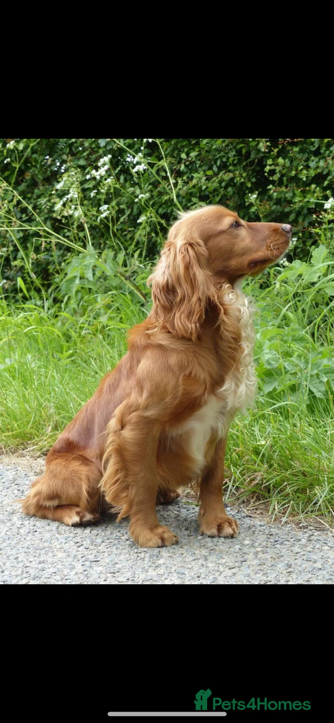Cocker Spaniel dogs for sale: Red Working Cocker Spaniels  in Hailsham - Advert 2