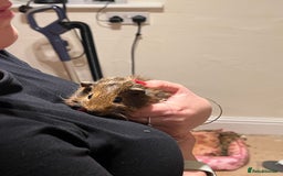 Guinea Pig rodents for sale: Three male guinea pigs  - Advert 4