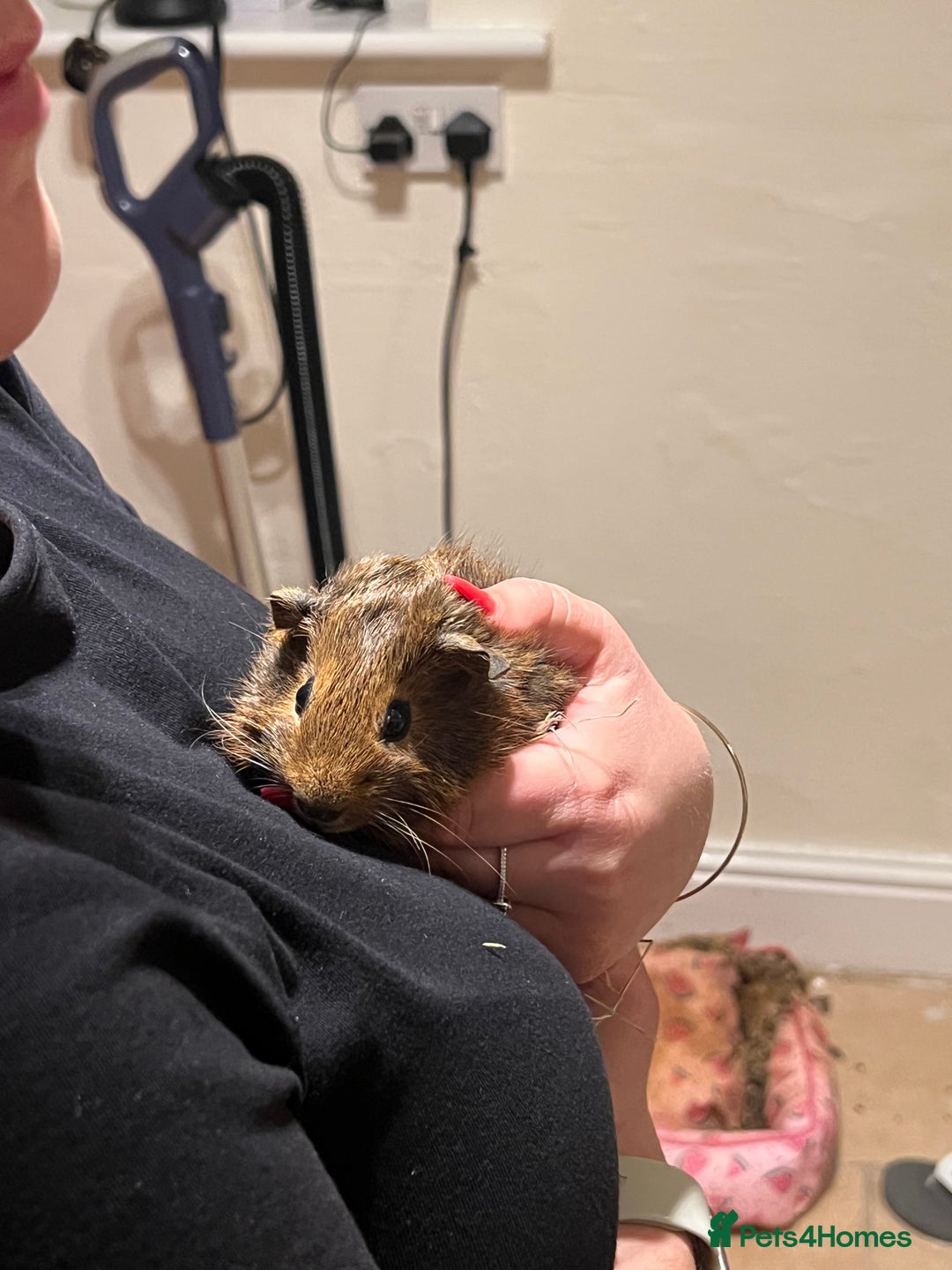 Guinea Pig rodents for sale: Three male guinea pigs  - Advert 4