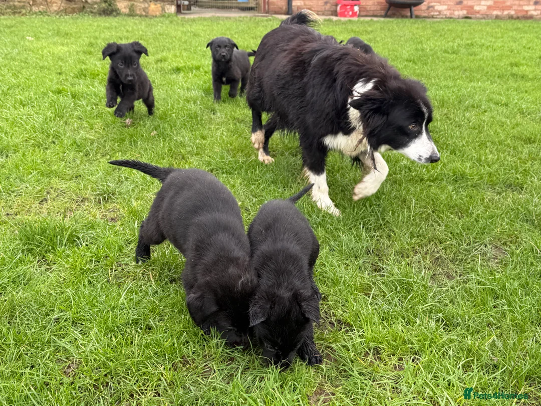 Borador dogs for sale: Fabulous vaccinated Collie x Labs  - Advert 6