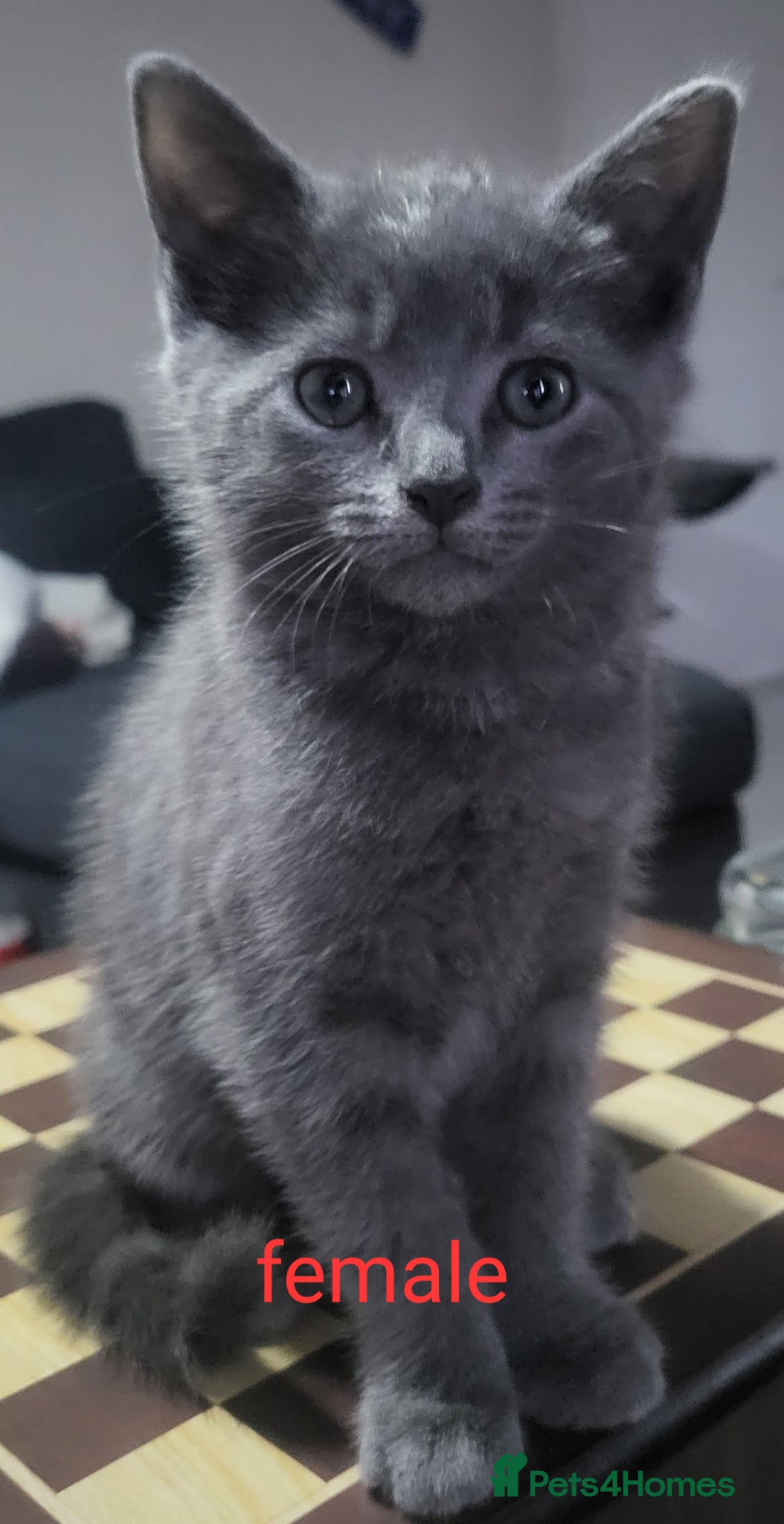 Mixed Breed cats for sale: Loving kittens ready for new homes  - Advert 1
