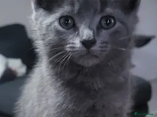Mixed Breed cats Loving kittens ready for new homes - Advert 2