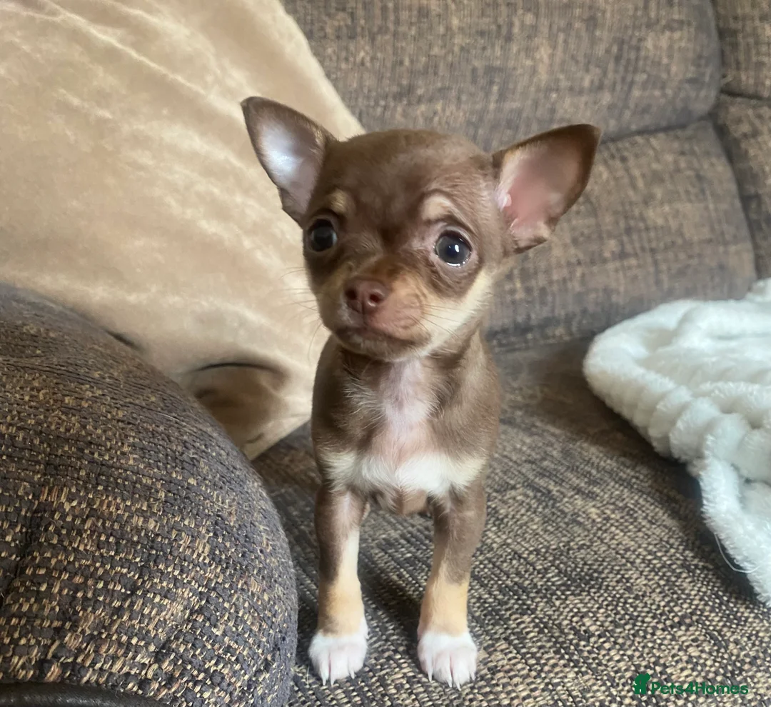 Chihuahua dogs for stud: Reggie the chocolate chi for stud in Ipswich - Advert 8