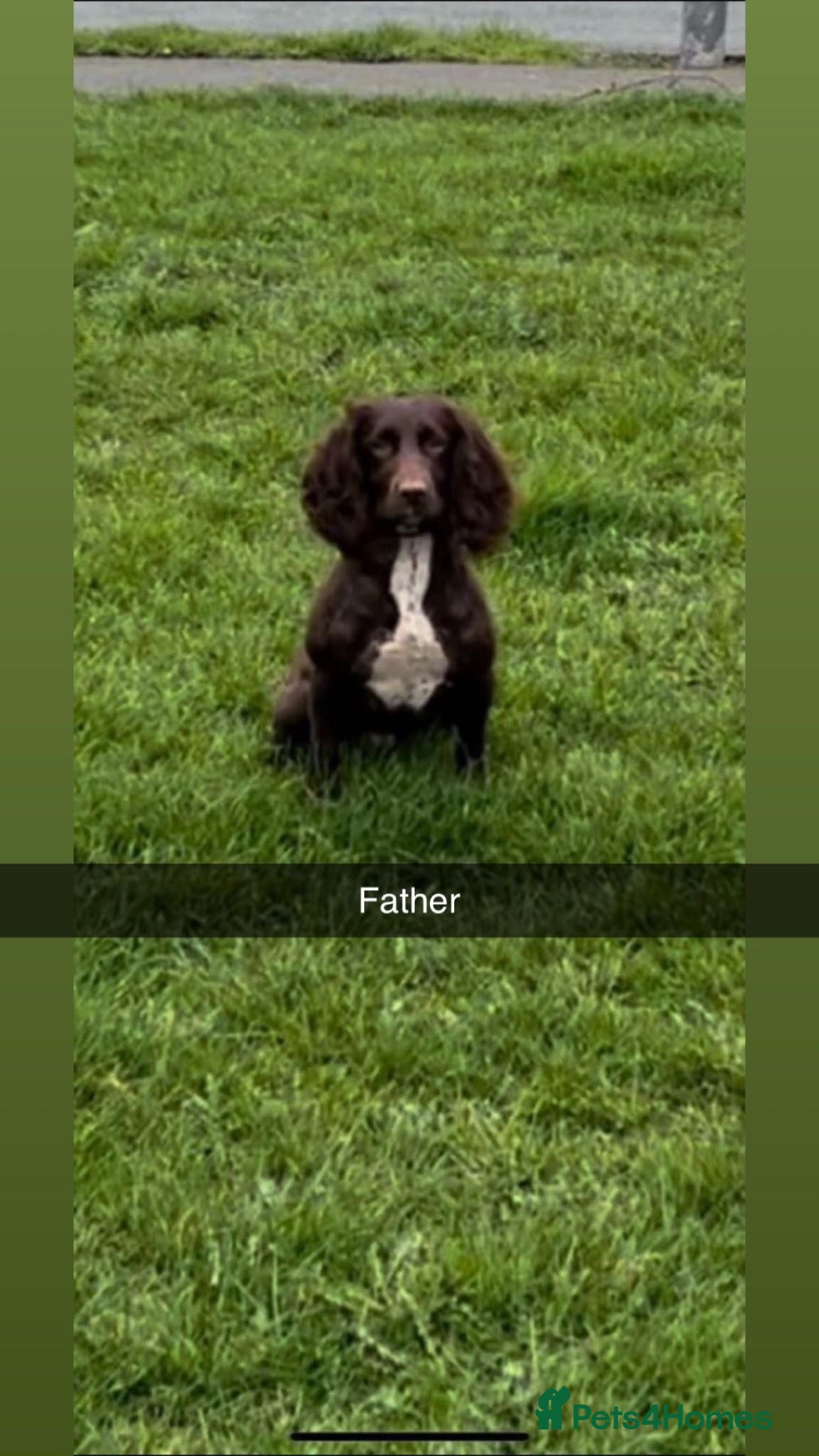 Cockapoo dogs for sale: 7 Gorgeous cockapoos! - Advert 19