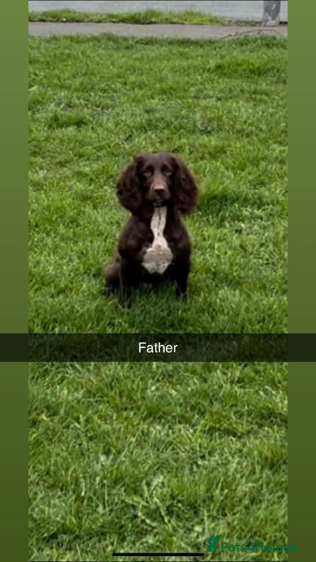 Cockapoo dogs for sale: 7 Gorgeous cockapoos! - Advert 2