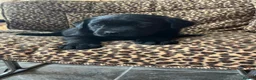 Labrador Retriever dogs for sale: 0/0 hips KC reg Health tested chunky 🐶  - Advert 3