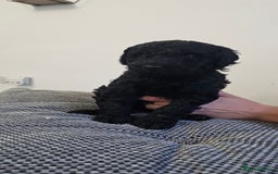 Standard Poodle dogs for sale: KC standard poodle for sale ! - Image 3