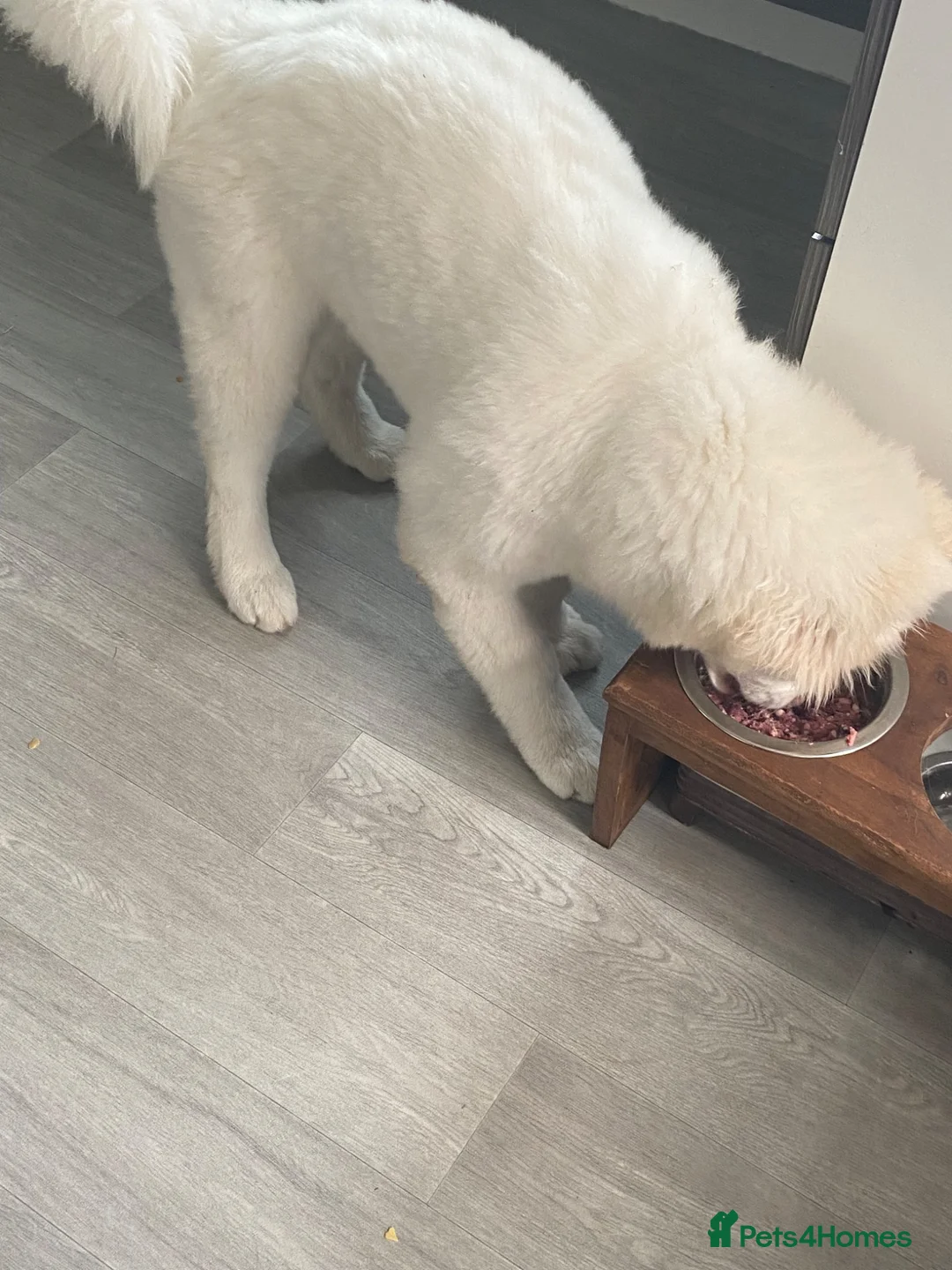 Akita dogs for sale: Fluffy female white American akita  - Advert 7