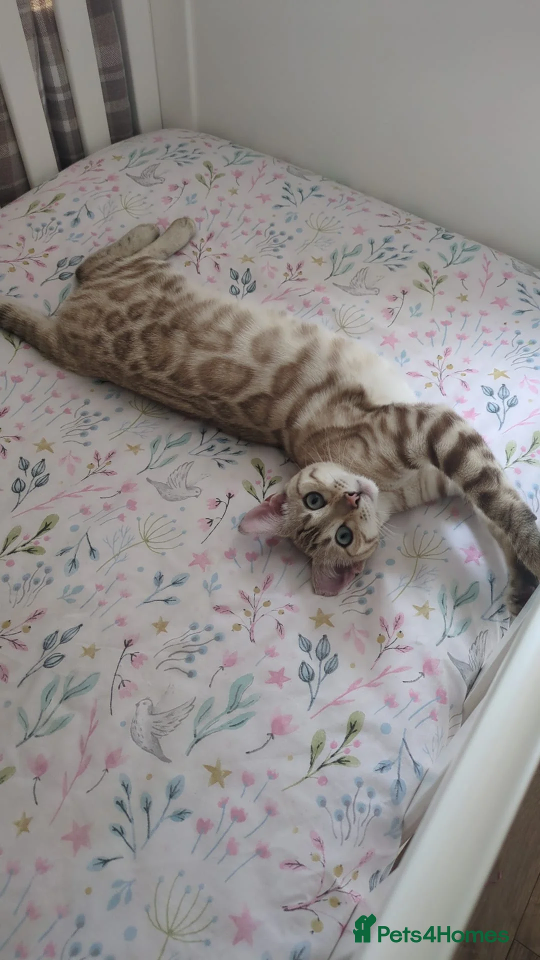 Mixed Breed cats for sale: Bengal cross ragdoll kittens - Advert 1