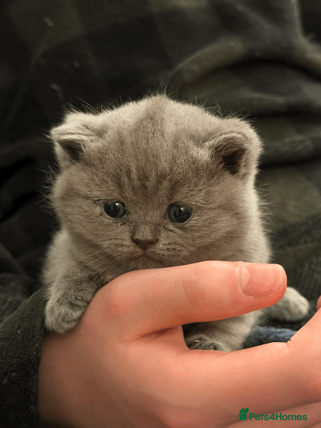 Scottish Fold cats for sale: Gorgeous Scottish Straight Kittens  - Advert 1