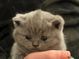 Scottish Fold cats Gorgeous Scottish Straight Kittens - Advert 1