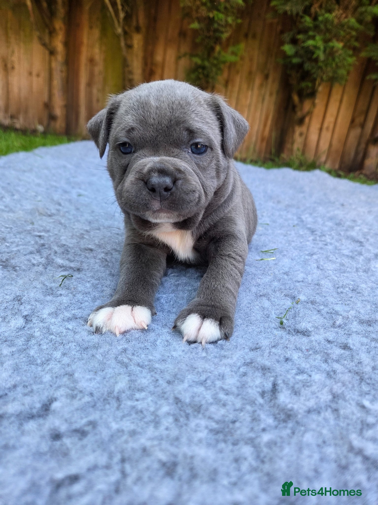 Staffordshire Bull Terrier dogs 🐾Blue Staffordshire Bull Terrier Puppies 🐾 - Advert 6