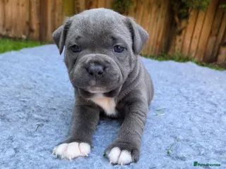 Staffordshire Bull Terrier dogs KC Registered Staffordshire Bull Terrier - Advert 2