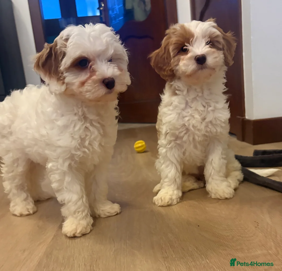 Cavachon dogs for sale: Cavapoochon Puppies - Advert 7