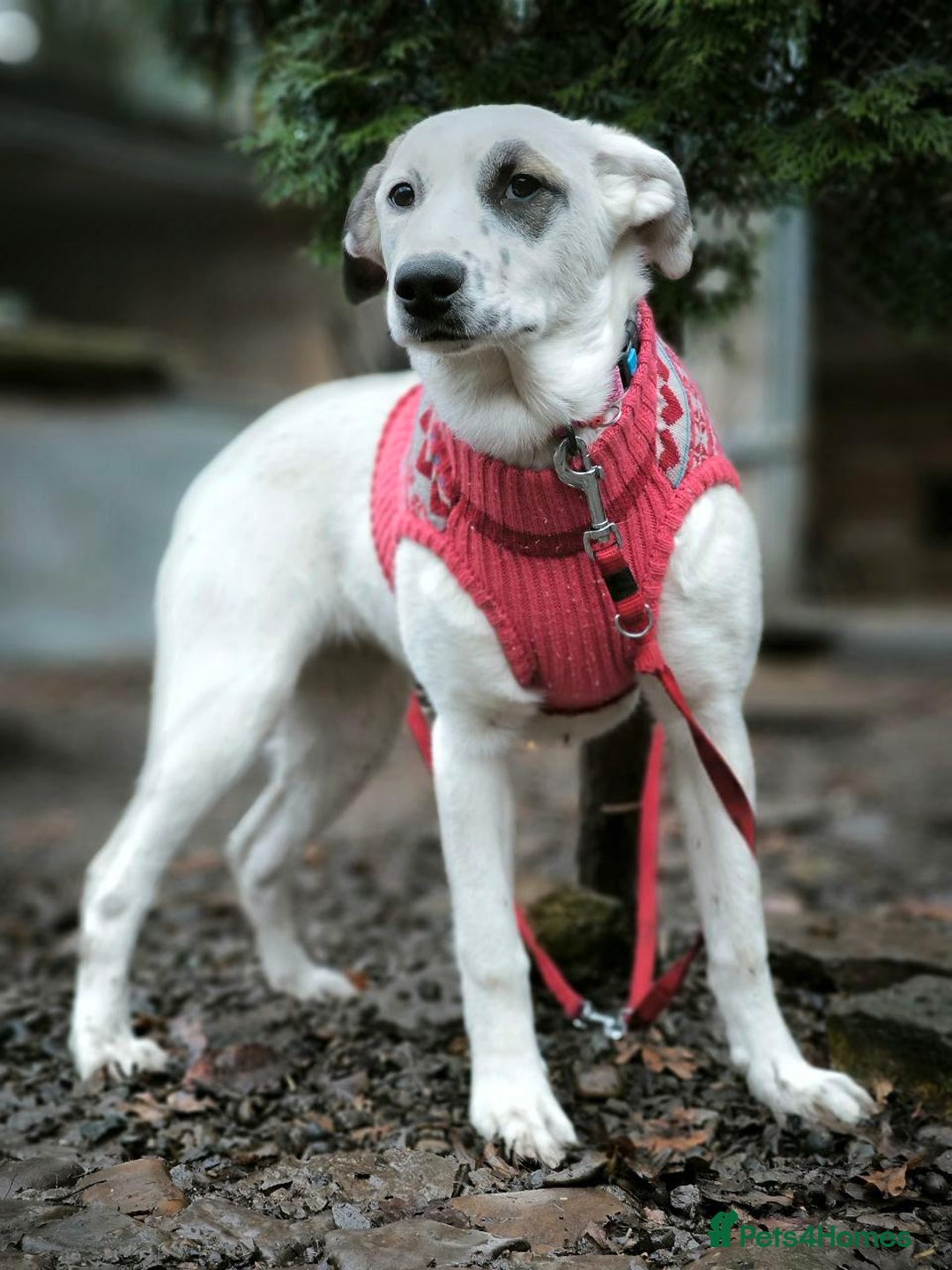 Mixed Breed dogs for adoption: 💖🐶 PLIAMKA 🐶💖 - Advert 7