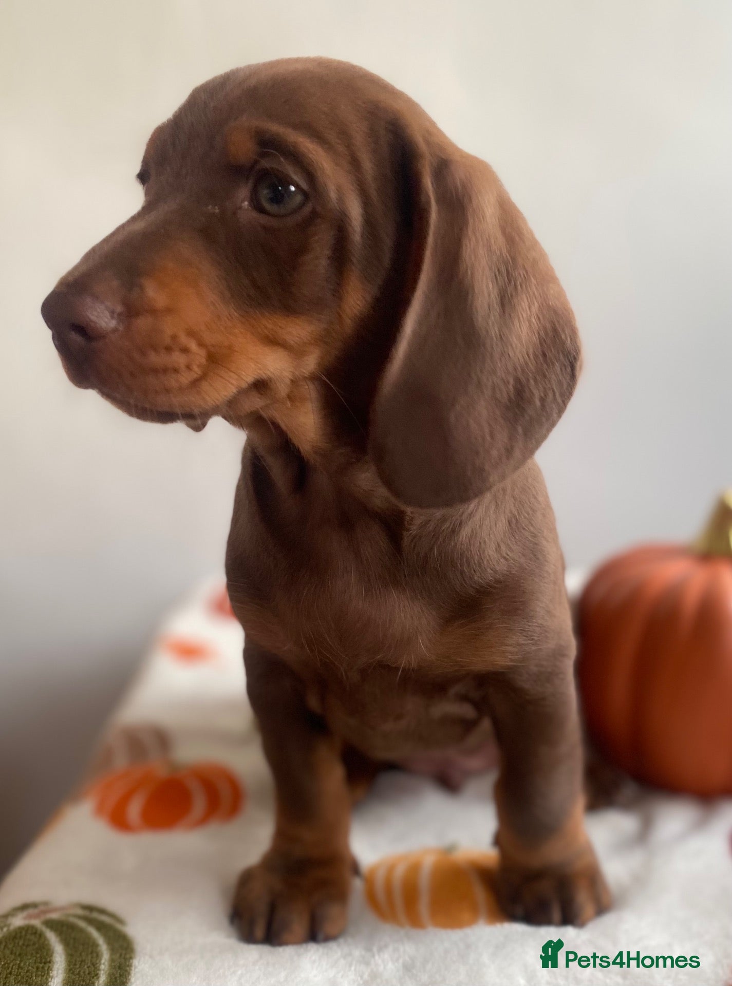Miniature Dachshund dogs Miniature dachshund puppies - vet checked - Advert 1