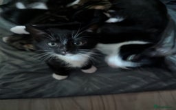 British Shorthair cats for sale: mixed tabby, black and white kittens  - Image 5