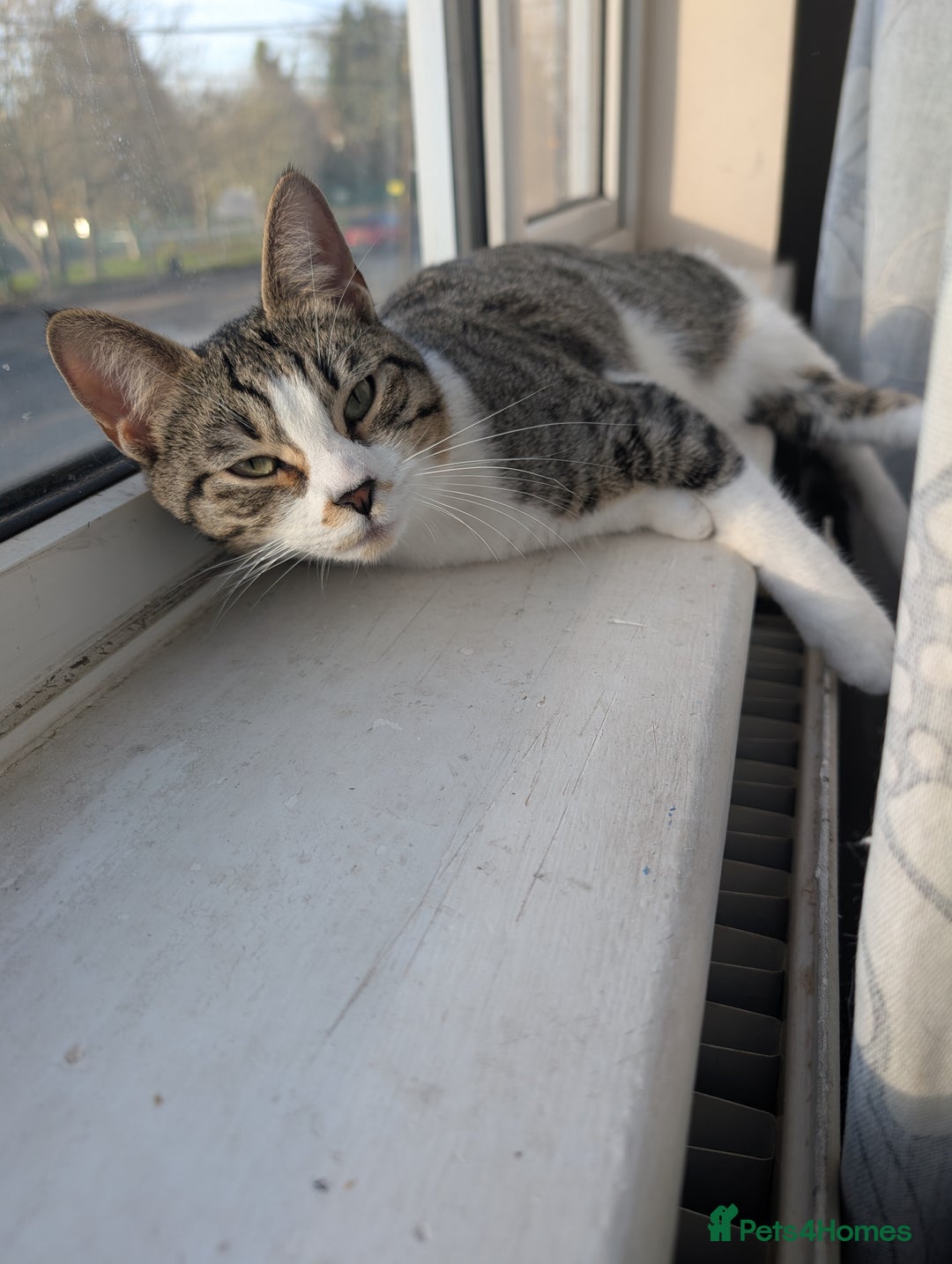 Arabian Mau cats for sale: Arabian mau x maine coon  - Advert 2