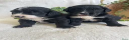 Bernedoodle dogs for sale: STUNNING BERNEDOODLES - Advert 8