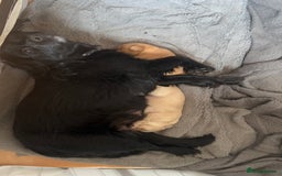 Mixed Breed dogs for sale: Cocker Spaniel X Pomeranian - Advert 2