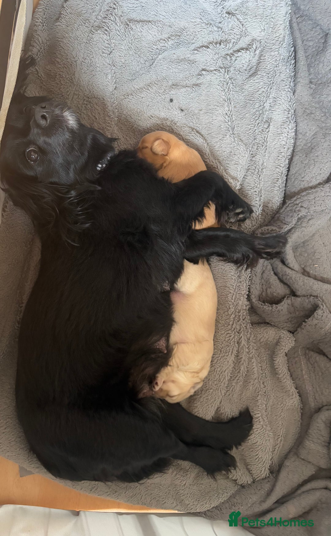 Mixed Breed dogs for sale: Cocker Spaniel X Pomeranian - Advert 2