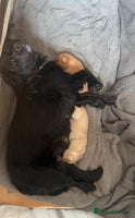Mixed Breed dogs Cocker Spaniel X Pomeranian - Advert 2