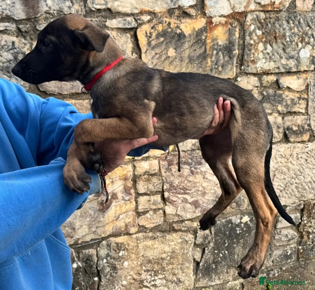 Belgian Shepherd Dog dogs for sale: KNPV Malinois Puppy For Sale - Advert 1
