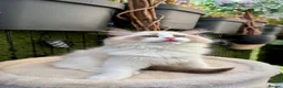 Ragdoll cats for sale: WORLD BEATIFUL RAGDOLL KITTEN / FIFE - Advert 5