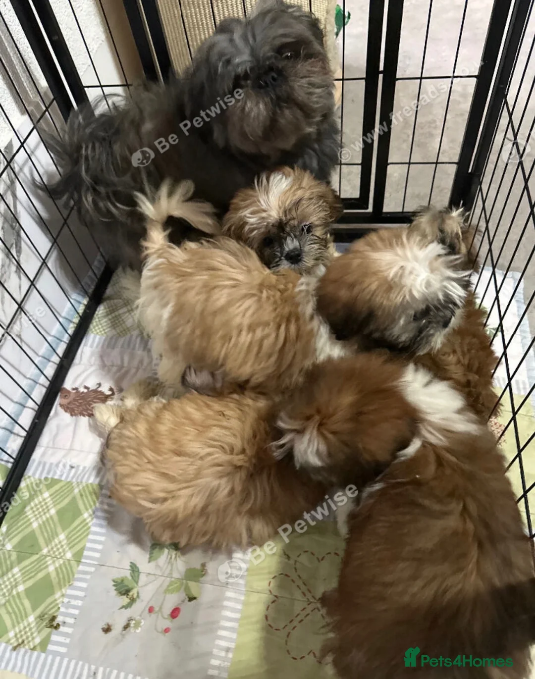 Shih Tzu dogs for sale: Shih Tzu puppy  - Advert 1