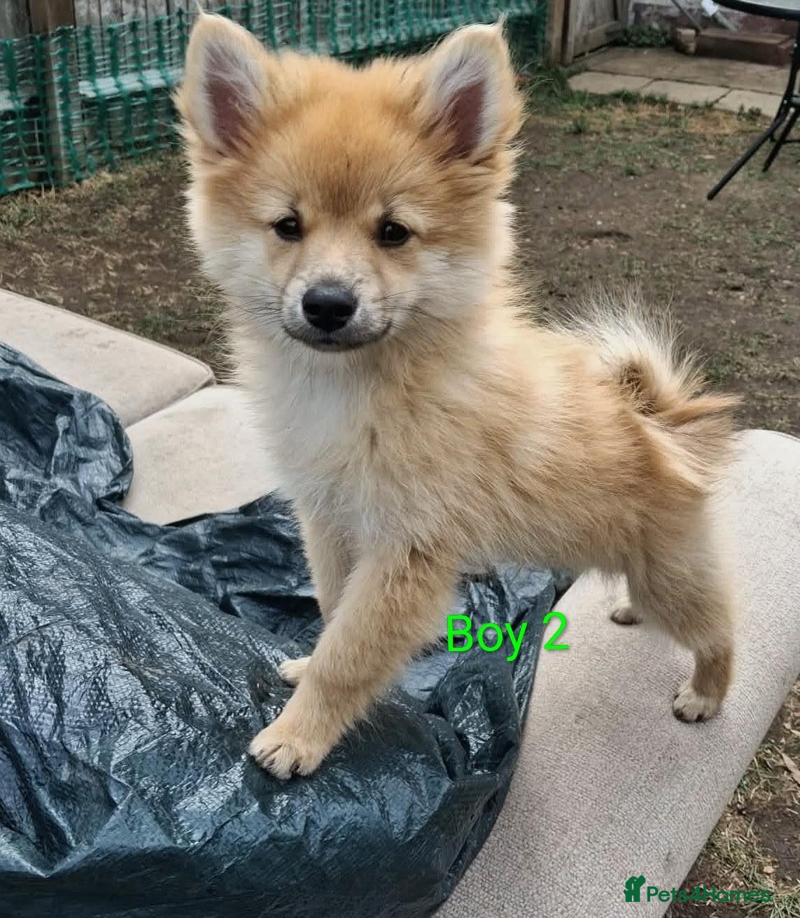 Pomeranian dogs  1 boys - Advert 8