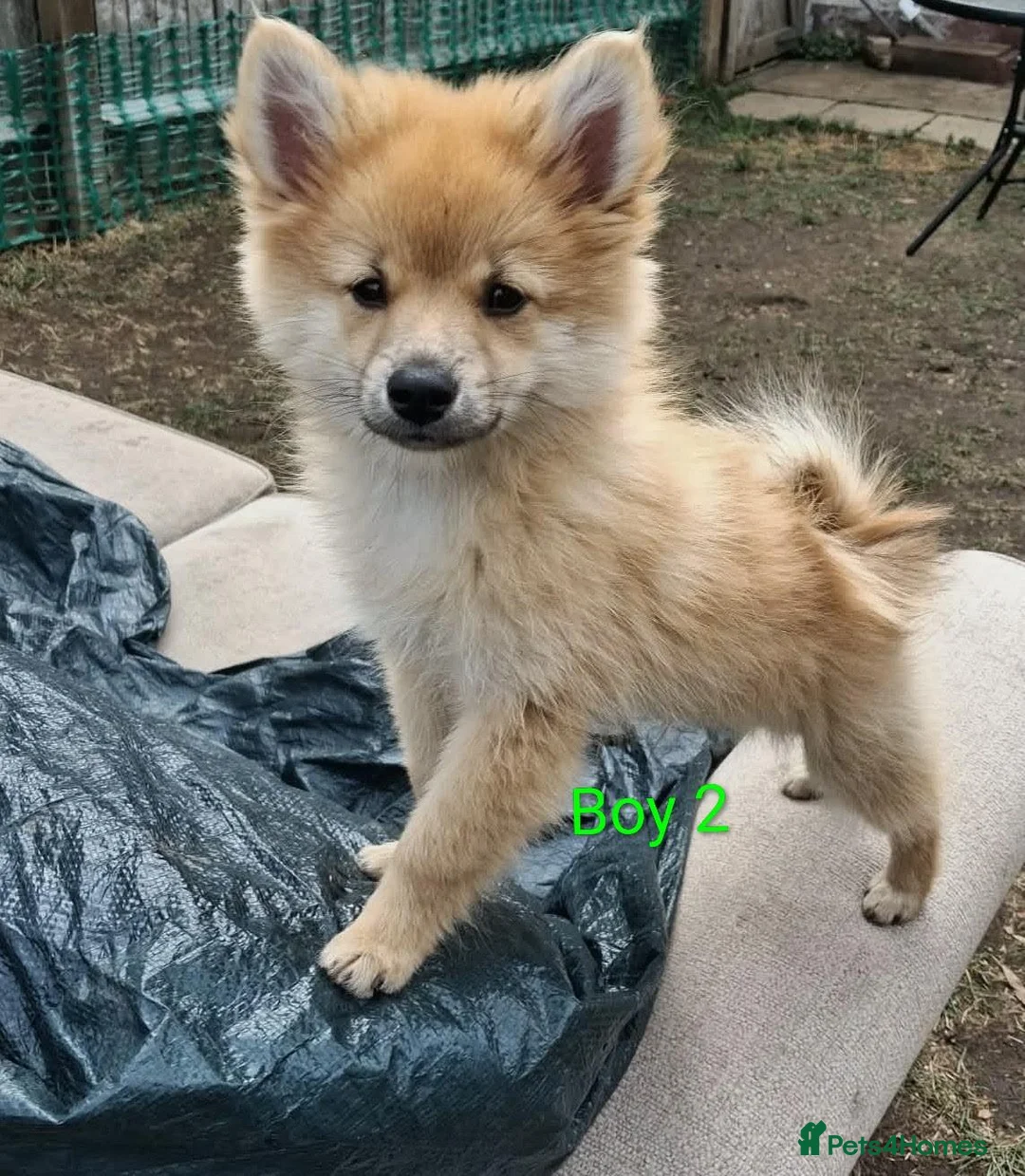 Pomeranian dogs for sale:  1 boys - Advert 1