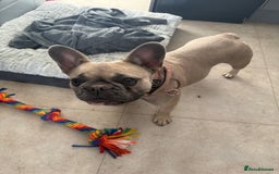 French Bulldog dogs for sale: Rehoming French Bulldog - Image 3