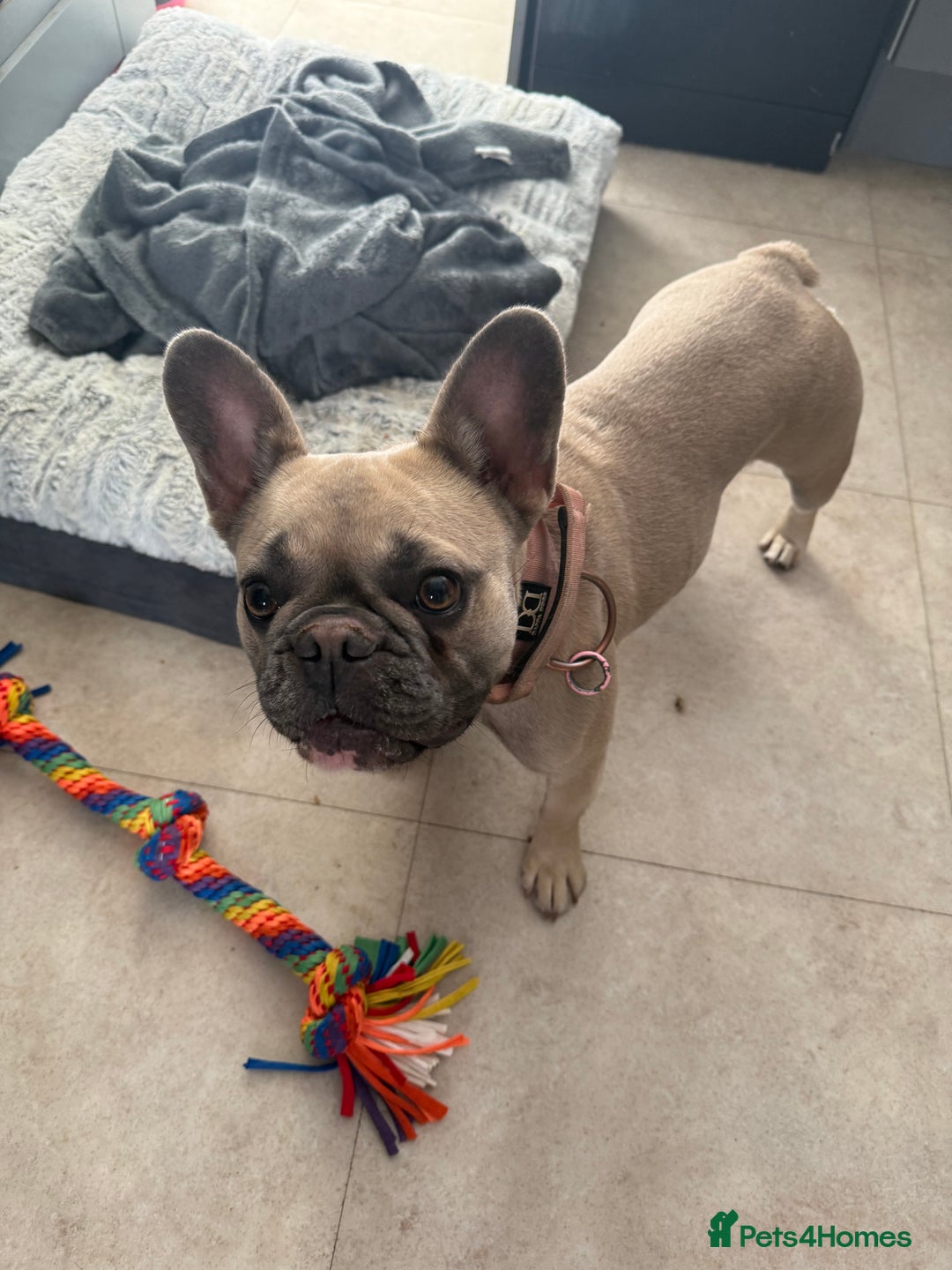 French Bulldog dogs for sale: Rehoming French Bulldog - Image 3