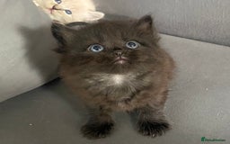 Siberian cats for sale: Siberian Kittens Neva Masquerade White - Image 10