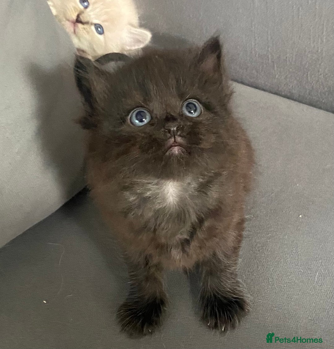 Siberian cats for sale: Siberian Kittens Neva Masquerade White - Image 10