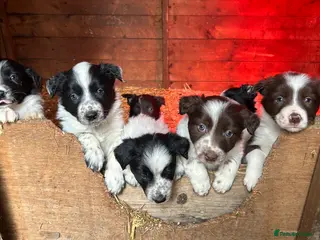 Border Collie dogs Farm bred border collie pups in Darlington - Advert 7