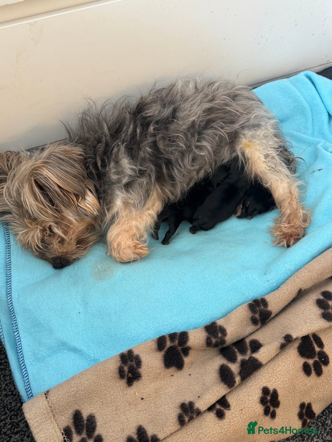 Yorkshire Terrier dogs for sale: Yorkshire Terrier Puppies  - Advert 30