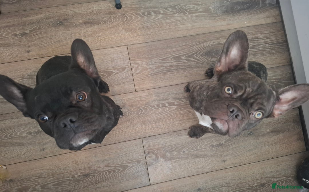 French Bulldog dogs for sale: Loving home needed - Image 9