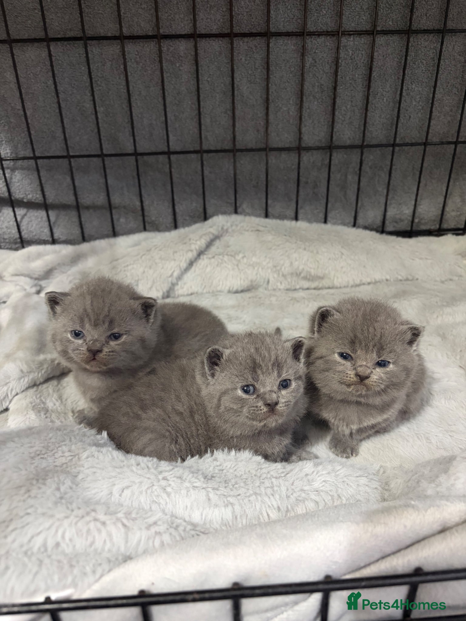 British Shorthair cats 5 generation pedigree GCCF registered  - Advert 1